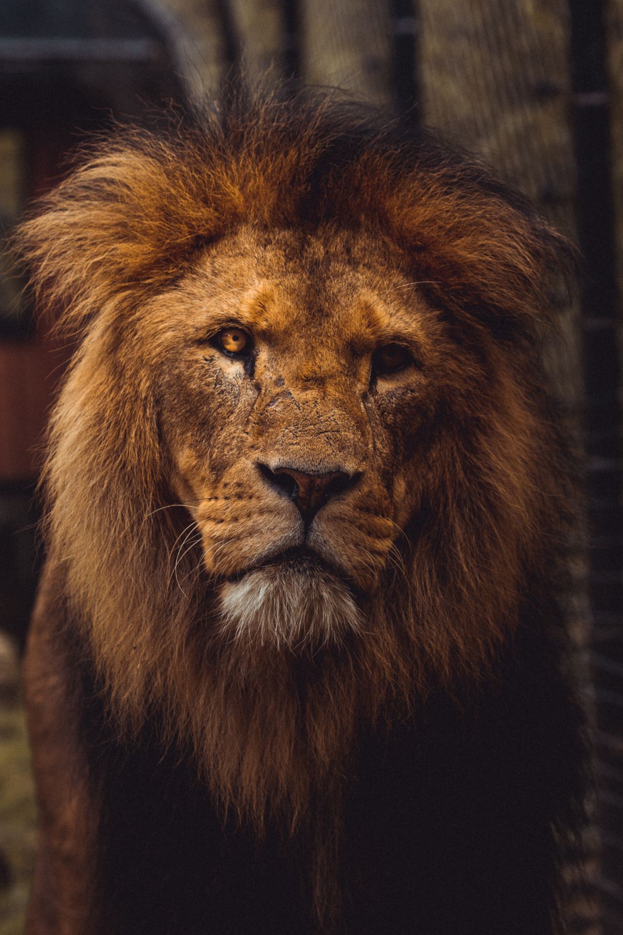 7 životnih lekcija koje nas uči film “The Lion King”